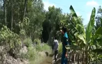 Bị ong đốt, 1 người chết, 1 người bị thương nặng