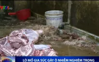 Khánh Hòa: Lò mổ gia súc gây ô nhiễm nghiêm trọng
