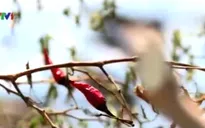 Tây Ninh: Nông dân điêu đứng vì ớt không đậu quả