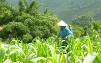Bắc Kạn: Tình trạng lạm dụng thuốc diệt cỏ vẫn phổ biến