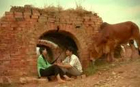 Xem lại phim cuối tuần "Kỳ án con bò"