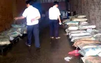 18 tấn mỡ bẩn biến mất khi đang chờ tiêu hủy
