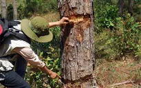 Lâm Đồng: Bắt đối tượng đầu độc rừng thông