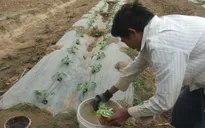 Nông dân Tây Nguyên thiệt hại với ‘ma trận’ phân bón giả