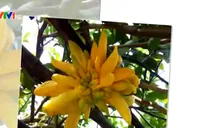 Phật thủ - Loại quả đẹp cho mâm ngũ quả Tết