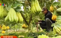 Người dân Đắc Sở được mùa Phật thủ