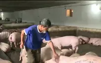 Chỉ thu 2 loại phí về kiểm dịch và kiểm soát giết mổ gia súc