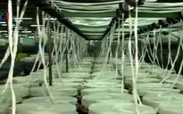 Sợi Polyester Việt Nam lại bị kiện chống bán phá giá