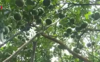 Nhà vườn Đồng Tháp tất bật chuẩn bị quýt hồng phục vụ Tết Bính Thân