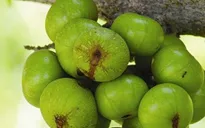 Tác dụng tuyệt vời của quả sung