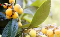 Đặc sản quả tỳ bà của vùng núi phía Bắc