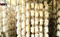 Quảng Ninh: Thúc đẩy sản xuất nông sản theo hướng hàng hóa