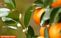 Quất cảnh Văn Giang tăng giá vì có thương hiệu