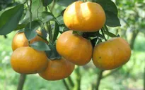 ĐBSCL: Giá quýt đường chênh lệch giữa các địa phương