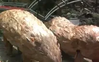 Độc đáo khu du lịch tái chế rác tại Khánh Hòa
