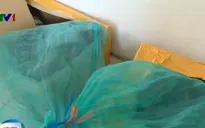 Công an Hà Nội bắt giữ gần 1 tấn rắn hổ mang chúa