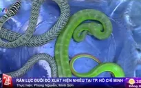 TP.HCM: Rắn lục đuôi đỏ đã xuất hiện tại các khu dân cư