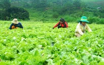 Rau sạch Lâm Đồng vào thị trường Nhật Bản
