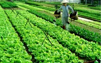 Mưa lớn, giá rau tại các tỉnh miền Trung vẫn ổn định