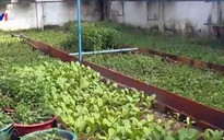Tưới rau bằng điện thoại di động