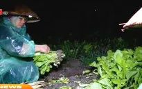 Hưng Yên: Người dân vùng rau vớt vát thu hoạch sau mưa lũ