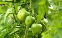 Khám phá mô hình trồng rau trong nhà kính tại Nhật Bản