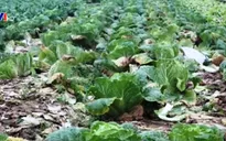 Nghệ An: Giá rau sạch giảm mạnh