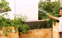 Hà Nội: Nhiều mô hình trồng rau sạch ra đời