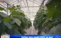Trồng rau xanh giữa… sa mạc