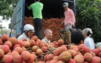 Đẩy mạnh tiêu thụ vải thiều niên vụ 2015