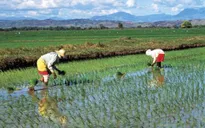 Nông nghiệp Nhật Bản trước ngưỡng cửa TPP