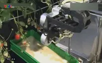 Robot hái dâu chín tự động