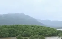Dự án trồng rừng ngập mặn Việt Nam được chuyên gia quốc tế đánh giá cao