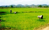 Phấn đấu bảo vệ 1 triệu ha lúa vụ Đông Xuân