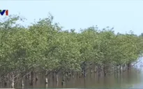 Hiệu quả sinh kế của rừng ngập mặn