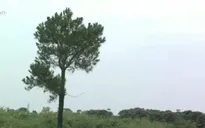 Rừng phòng hộ Đại Ninh, Lâm Đồng bị tàn phá nghiêm trọng