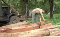 Rừng giáp ranh Lâm Đồng - Bình Thuận ngang nhiên bị “xẻ thịt”