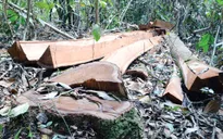 Gia tăng tình trạng xâm hại rừng Nam Cát Tiên