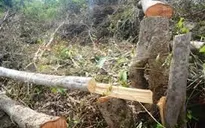 Đua nhau phá rừng phòng hộ để… thả trâu
