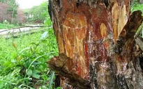 Lâm Đồng: Rừng thông bị “bức tử” bằng hóa chất