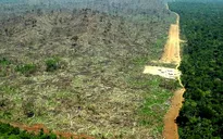 OECD: Kinh tế Brazil bị tác động mạnh bởi nạn phá rừng