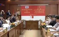 Quảng Nam hợp tác trồng sâm với Hàn Quốc