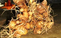 Quảng Nam: Báo động tình trạng trộm sâm Ngọc Linh
