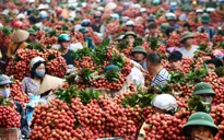 Mùa vải 2015: Bộ Công Thương sẽ làm gì?