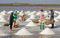 Diêm dân thua lỗ do giá muối giảm mạnh