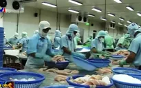Quy định mới về xuất khẩu cá da trơn vẫn rất mới với DN Việt