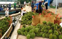 Vào mùa, giá sầu riêng giảm 40%