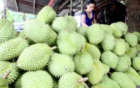 Thực hư việc ép chín sầu riêng non bằng hóa chất tại Tiền Giang
