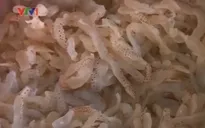 Quảng Trị: Người dân làm giàu từ sứa biển