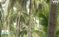 Bến Tre: Người dân gặp khó vì dừa rớt giá mạnh